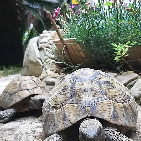 Lägenhet Paradise Garden